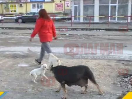 Бездомни кучета нападат хора Исперих