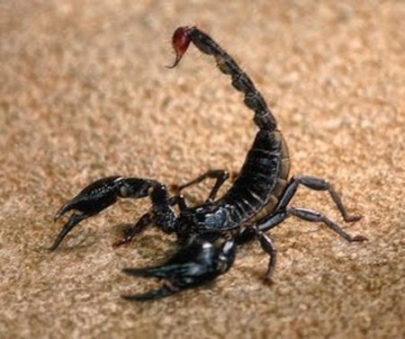 Положителните и отрицателни черти на скорпиона