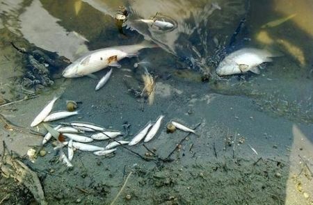 Умряла риба в р. Струма: Отровна ли е водата?