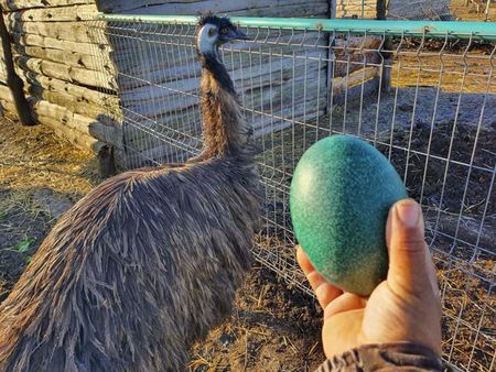 Изненада в Зоопарк Бургас, Ему снесе яйце
