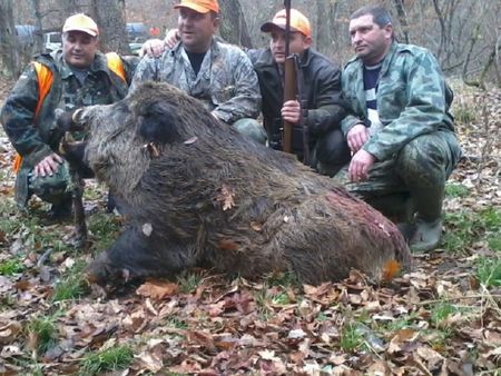 Удължиха срока за лов на дива свиня