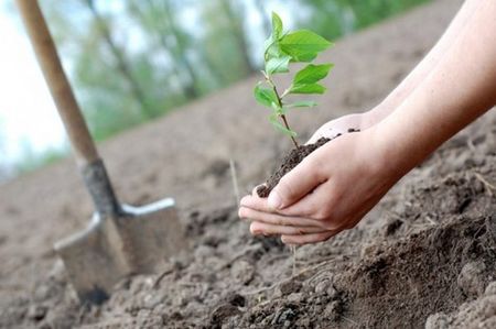 Бургаски училища и граждани се включват в кампанията "Засади дърво"