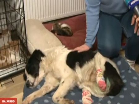 Доброволци спасиха куче, намерено край Кърджали с отрязани лапи