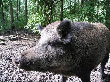 Удължават срока за групов улов на дива свиня