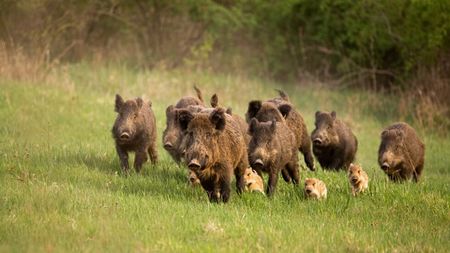 Удължава се срокът за групов лов на дива свиня