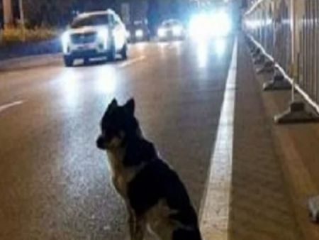 Куче чака от 80 дни убитата си стопанка на мястото на фаталната катастрофа
