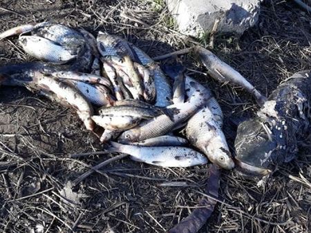 Стотици мъртви риби изплуваха от Марица