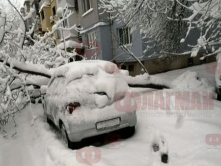 Дърво рухна върху коли в Русе