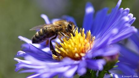 Гладни кълвачи изяждат пчелите в Кюстендилско