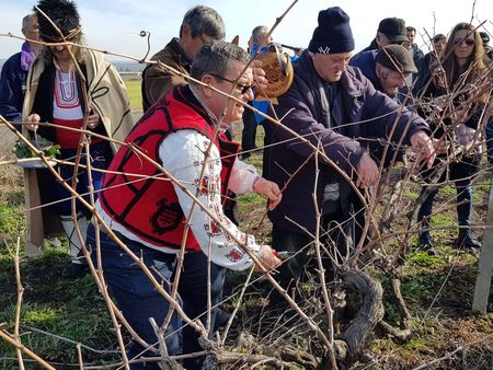 Камено съхрани традициите, кметът Жельо Вардунски заряза лозята за Трифон зарезан