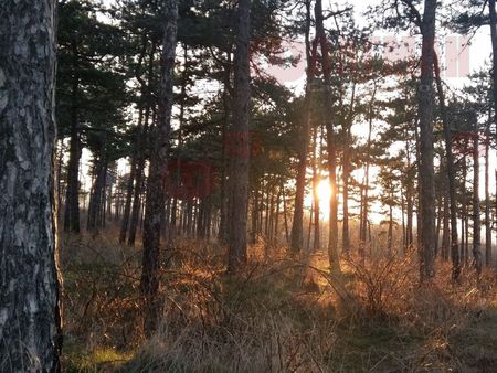 Младежи събират подписи за спасяване на горичката край „Меден рудник“ от застрояване