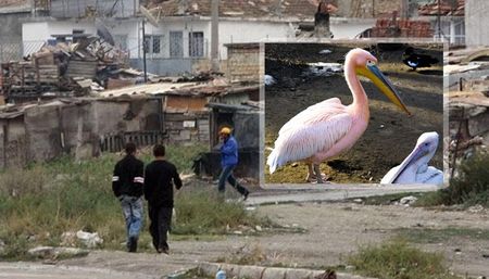 Еколози твърдят: Роми ловят розови пеликани, готвят ги с кисело зеле