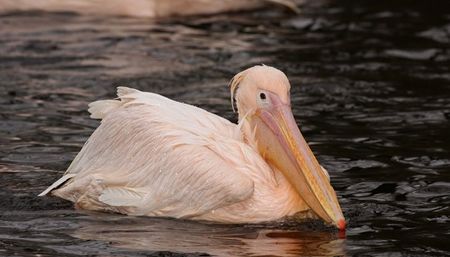РИОСВ Бургас: Нямаме случаи на посегателство срещу защитения розов пеликан