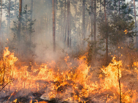 Пожар избухна край Свети Влас, изгоряха около 3 дка иглолистни дървета
