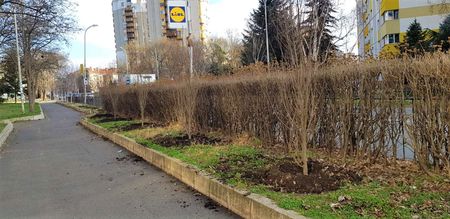 Община Бургас засади 30 дървета на ул. "Одрин"