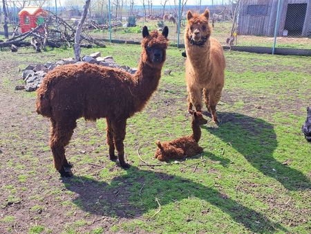 В Зоопарк Бургас днес се родиха ламата Корона и муфлончето Вируслав