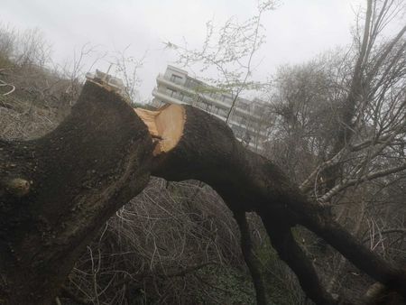 Брутална сеч по време на епидемия в Бургаско - бизнесмен ли унищожи вековни дървета в кв. "Сарафово"?
