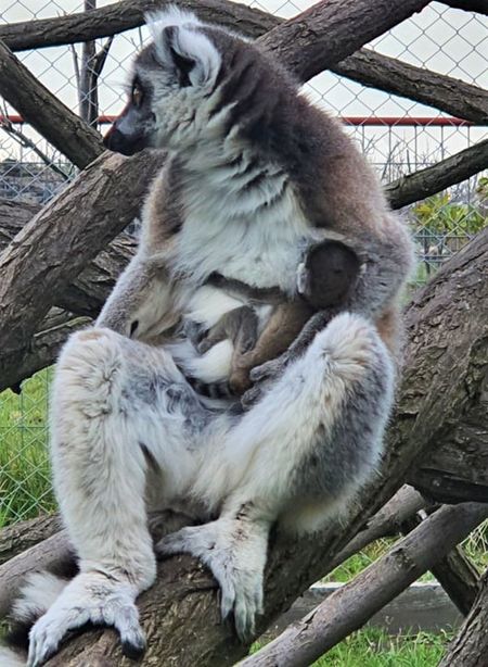 Днес в Зоопарк Бургас се родиха три лемурчета от две мами