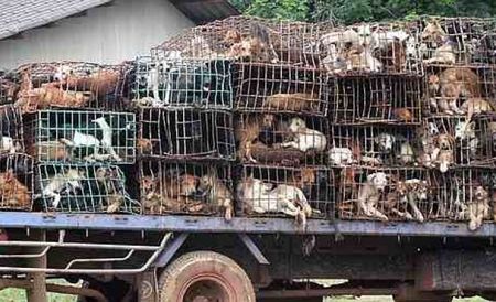 Град в Китай забрани да се ядат диви животни, кучета и котки