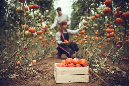 Извънредно! Ако изтървем наши сезонни работници към ЕС, България загива, апелират от Агроасоциацията