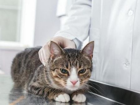 15% от котките в Ухан са заразени с новия коронавирус