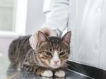 15% от котките в Ухан са заразени с новия коронавирус