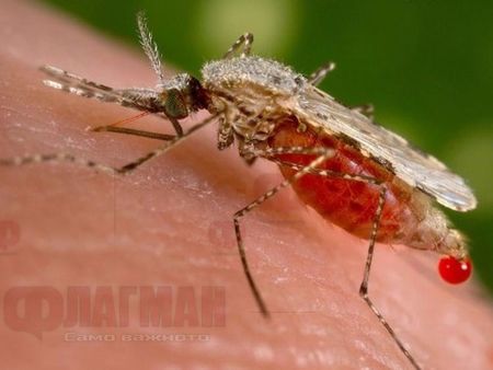 Започват пръскането срещу комари в Бургаско