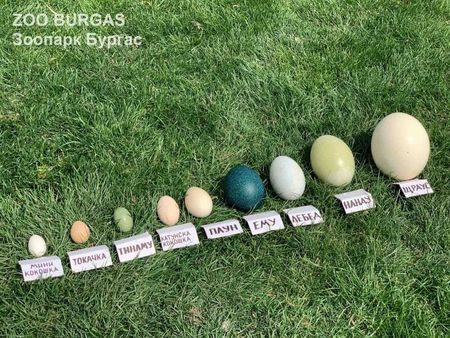 В бургаския зоопарк показаха впечатляващи великденски яйца