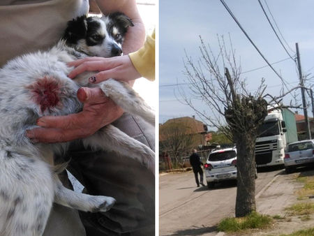 Кървава драма в Българово: Съсед простреля куче, което си играело с момиченце в двора
