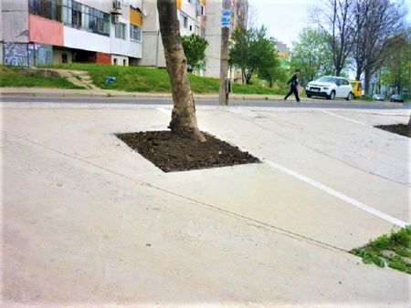 Ето и развръзката по случая с бетонираните дървета в „Меден рудник“