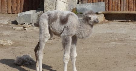 Бяло камилче се роди в зоопарка във Варна