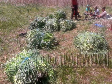 Акция на РДГ-Бургас: Над 140 кг незаконно добито блатно кокиче откриха край Созопол