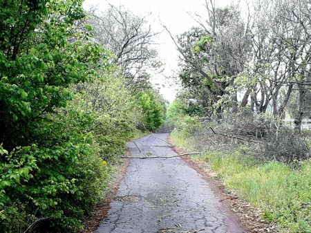 Старият път между бургаския кв. Крайморие и Ченгене скеле осъмна затрупан с клони - умишлено или дело на природата?