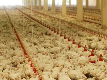 Огнен ужас в Айтоско: 650 пилета изгоряха живи при пожар