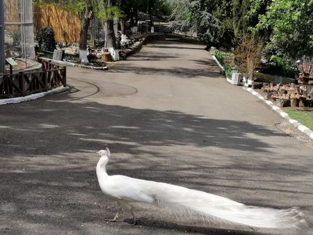 Добра новина за айтозлии: Отварят зоопарка на Гергьовден