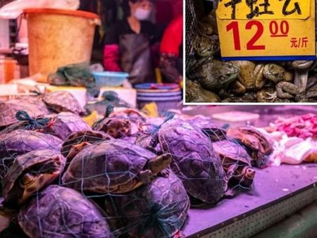 По пазарите в Китай все още продават живи жаби и костенурки