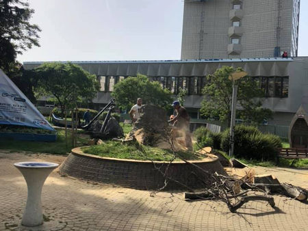 Отрязаха емблематичното дърво в градинката край хотел „България“ в Бургас