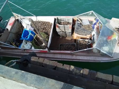 Двама бракониери хванати със 120 кг. черна мида на Морска гара, накараха ги сами да я върнат в морето