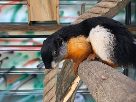 24 нови обитатели в бургаския зоопарк, вижте ги