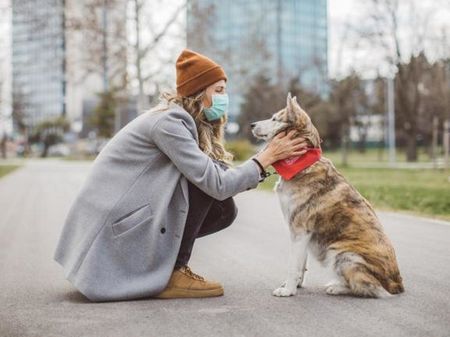 Британците обучават кучета да разпознават коронавирус