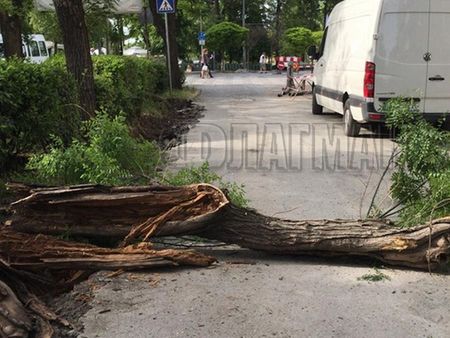 Гнило дърво се стовари на главен булевард в сърцето на Бургас, цяло чудо е, че няма пострадали