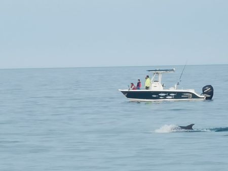 Уникално! Делфини и сърнички - най-новата атракция за жителите и гостите на Приморско