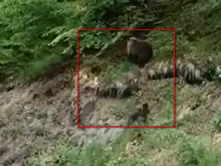 В кадър: Заснеха мечка с две мечета под Рилския манастир