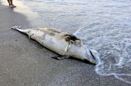 Отново мъртви делфини - този път на плаж Алепу
