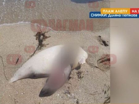 Морето изхвърли тела на делфини край Созопол