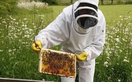 Внимание, пчелари! Община Айтос ще пръска против насекоми в началото на юни
