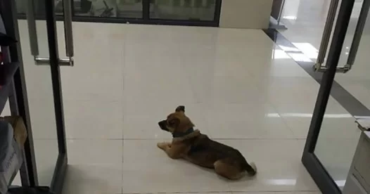 Куче чака три месеца пред болница собственика си, починал от COVID-19
