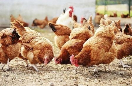 Птичи грип в Асеновград! Избиват 72 000 кокошки