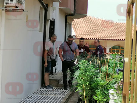 Първи СНИМКИ от спецакцията в Черноморец: Откриха 120 канабисови растения, има арестуван