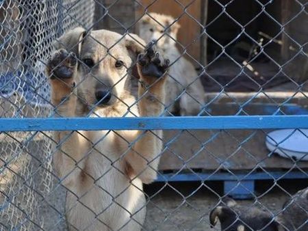 Бургаска област отново е лидер в осиновяването на бездомни кучета